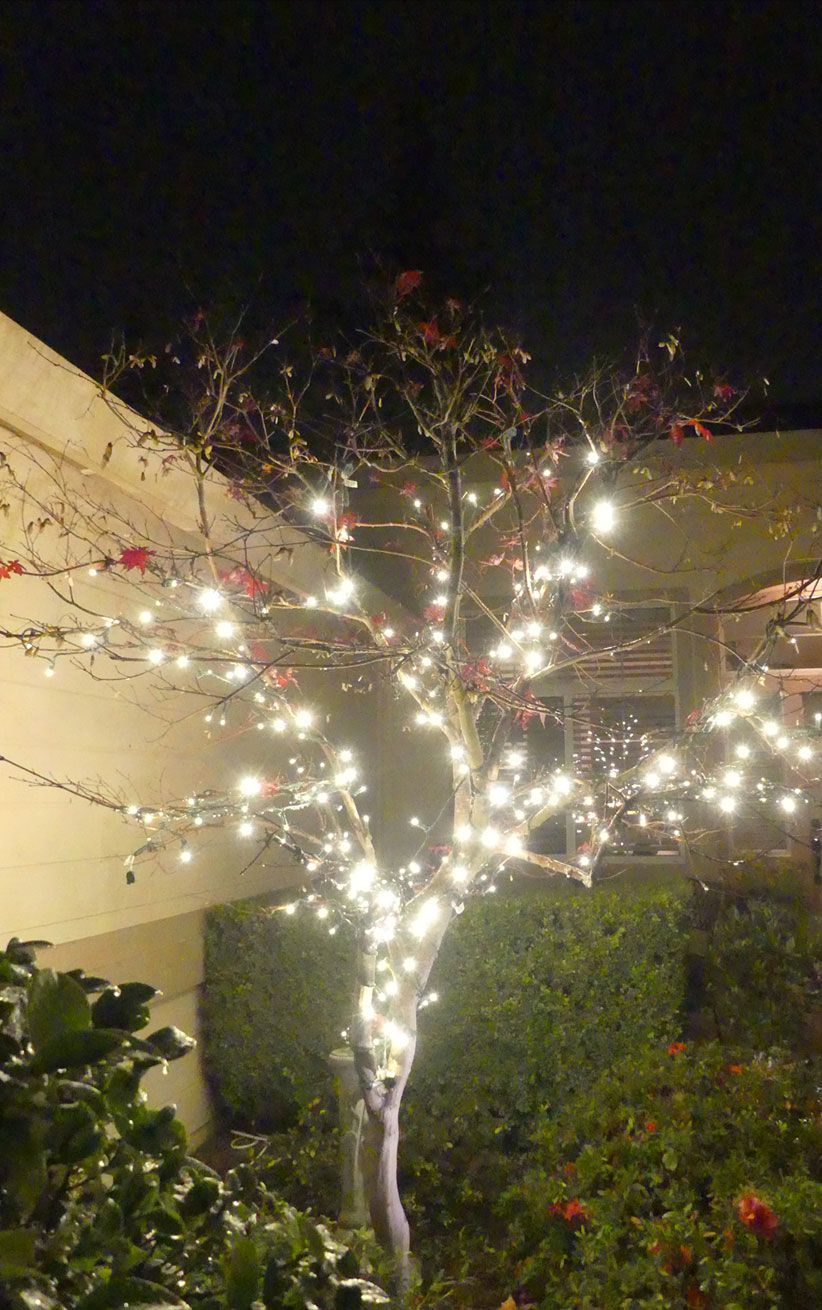 Lit tree wrapped in white lights in a garden at night, with a beige wall and hedge in the background