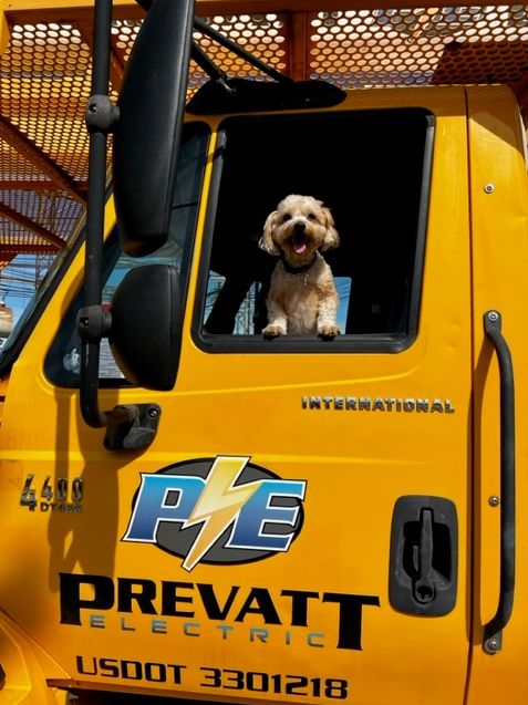 Yellow-Truck-Dog