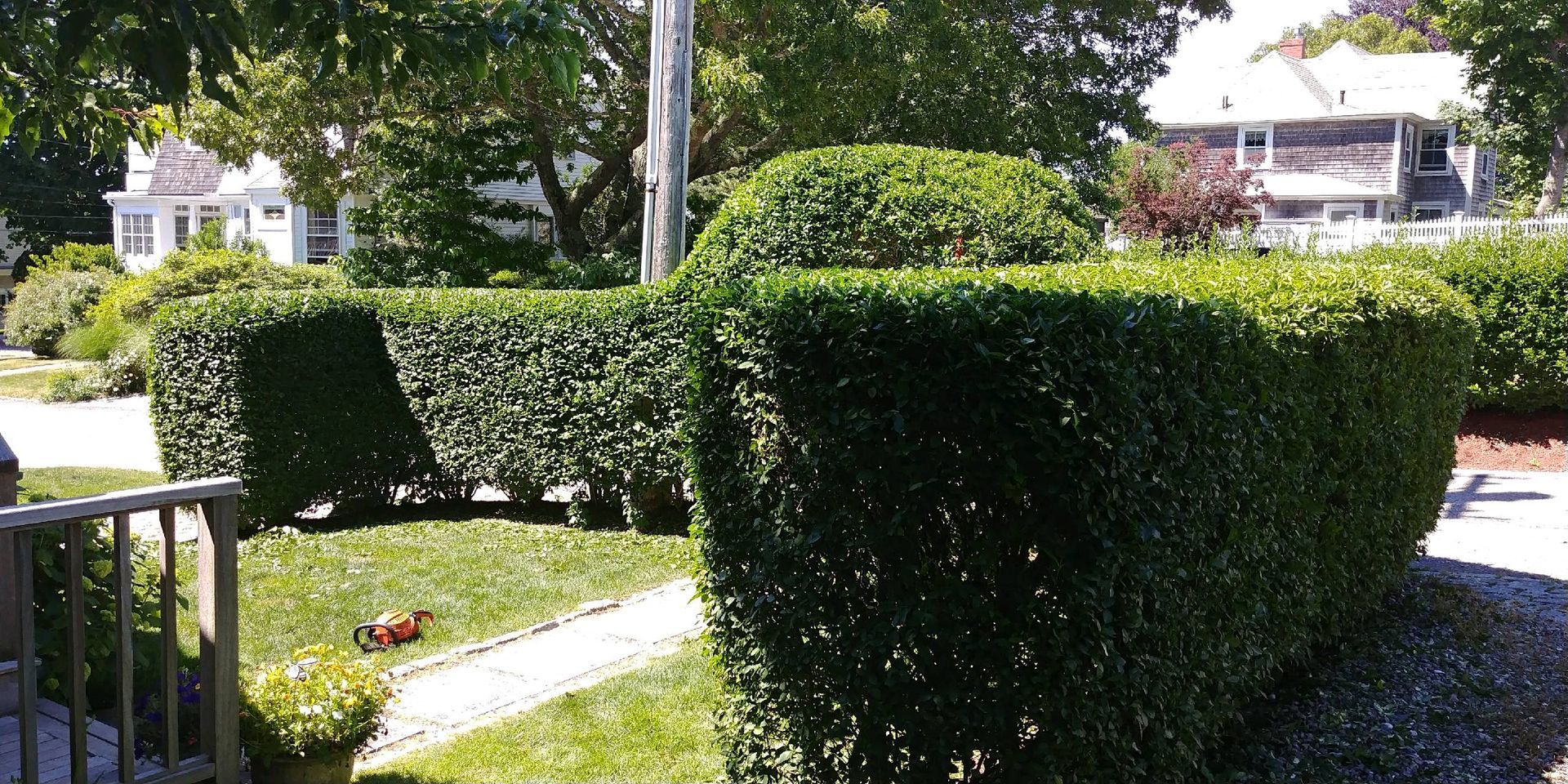 A hedge in a yard with a house in the background