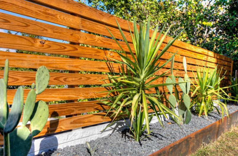 A wooden fence surrounds a garden with cactus and plants.