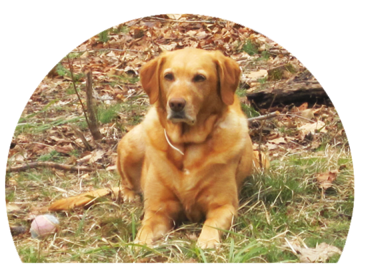 Arrowhead Animal Clinic Veterinarian Grand Rapids, MN