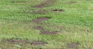 Brown Spots on lawn