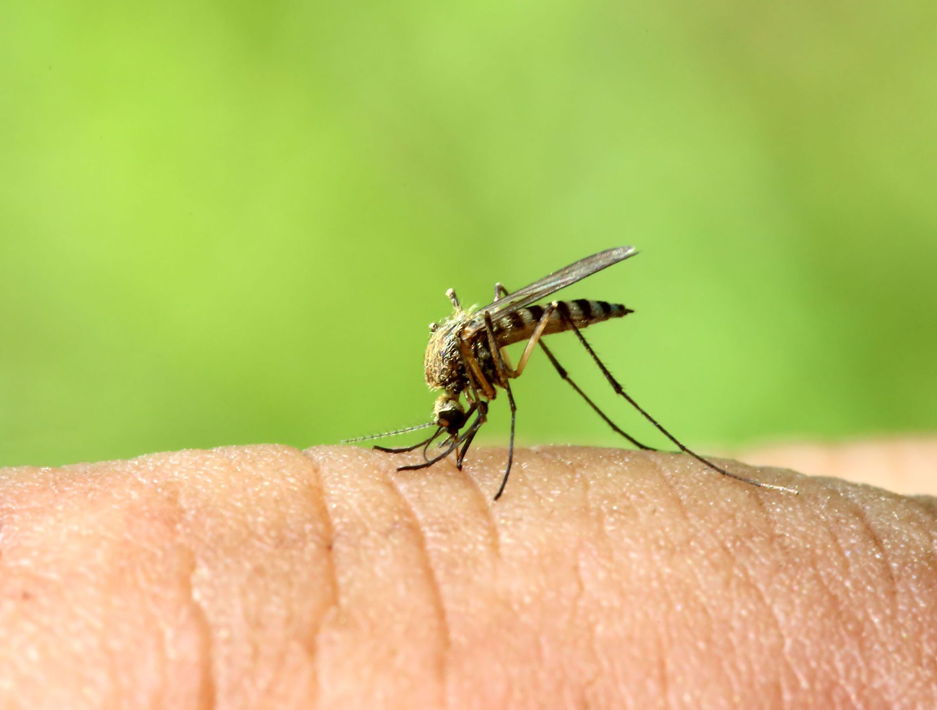 mosquito control