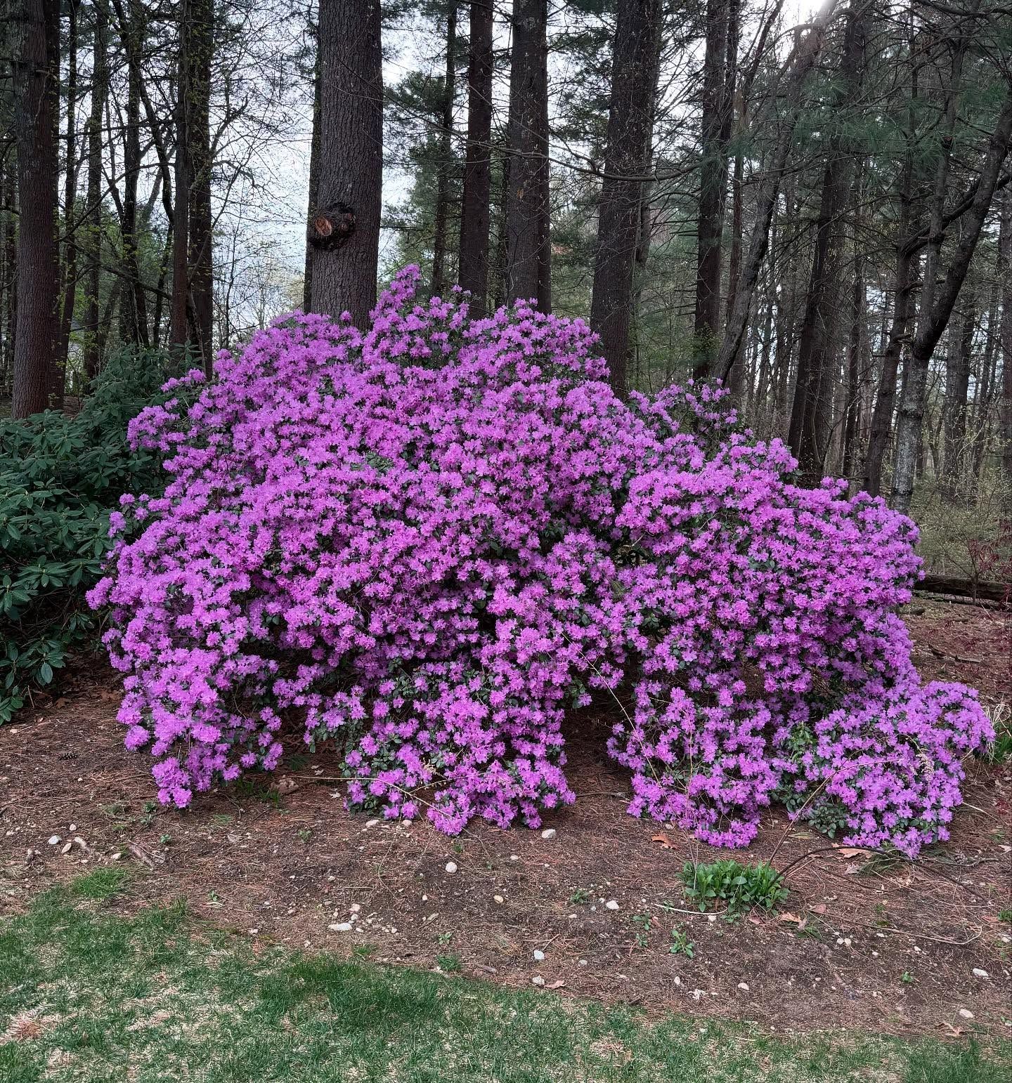 A vibrant purple azalea bush in bloom, set against a backdrop of trees in a forest.