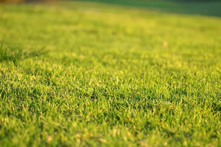 Close-up of vibrant green grass, bathed in sunlight.