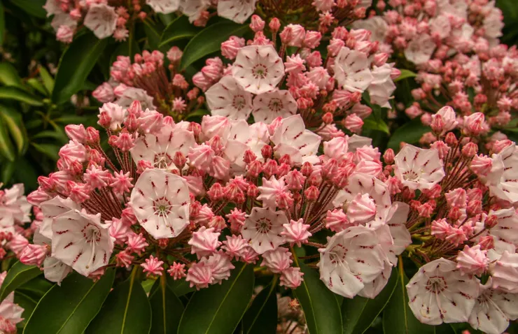 Pink and white mountain laurel flowers with maroon markings; green leaves.