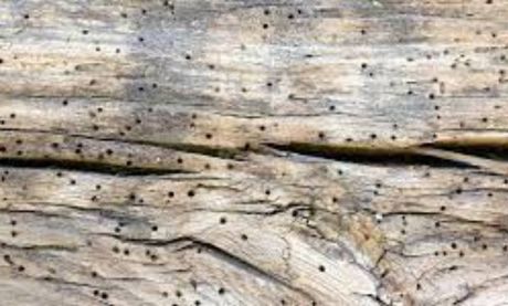 a close up of a piece of wood with wood-destroying insect holes in it .