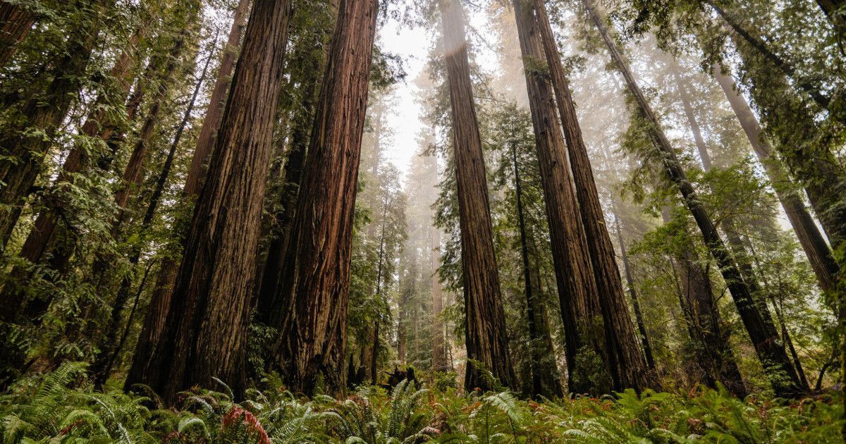 Tall redwood trees in a misty forest with lush green ferns below.