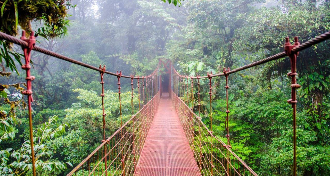 Suspension bridge in a misty green rainforest, with red railings and wooden planks leading into the fog