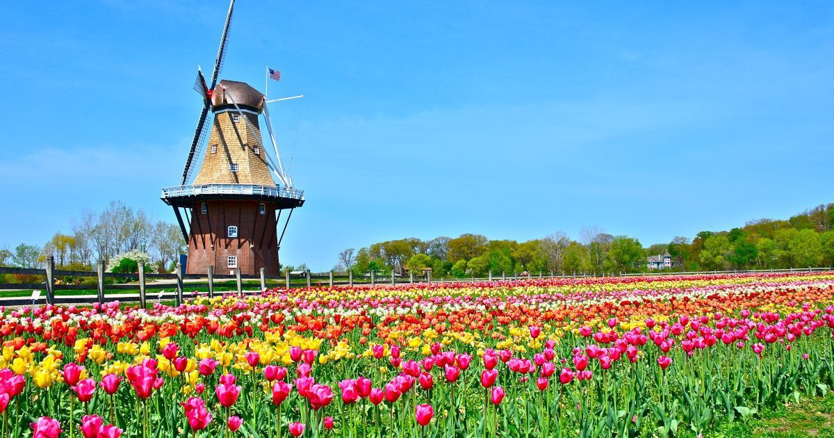 Tulip field with a windmill under a blue sky
