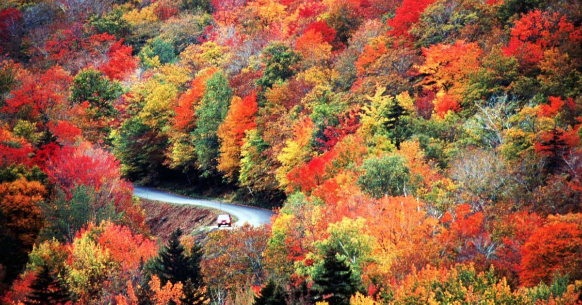 Winding road through a forest of vivid autumn foliage in red, orange, and gold