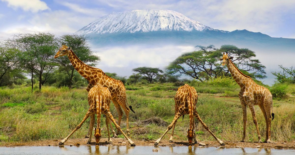 Three giraffes drink at a waterhole with Mount Kilimanjaro in the background.