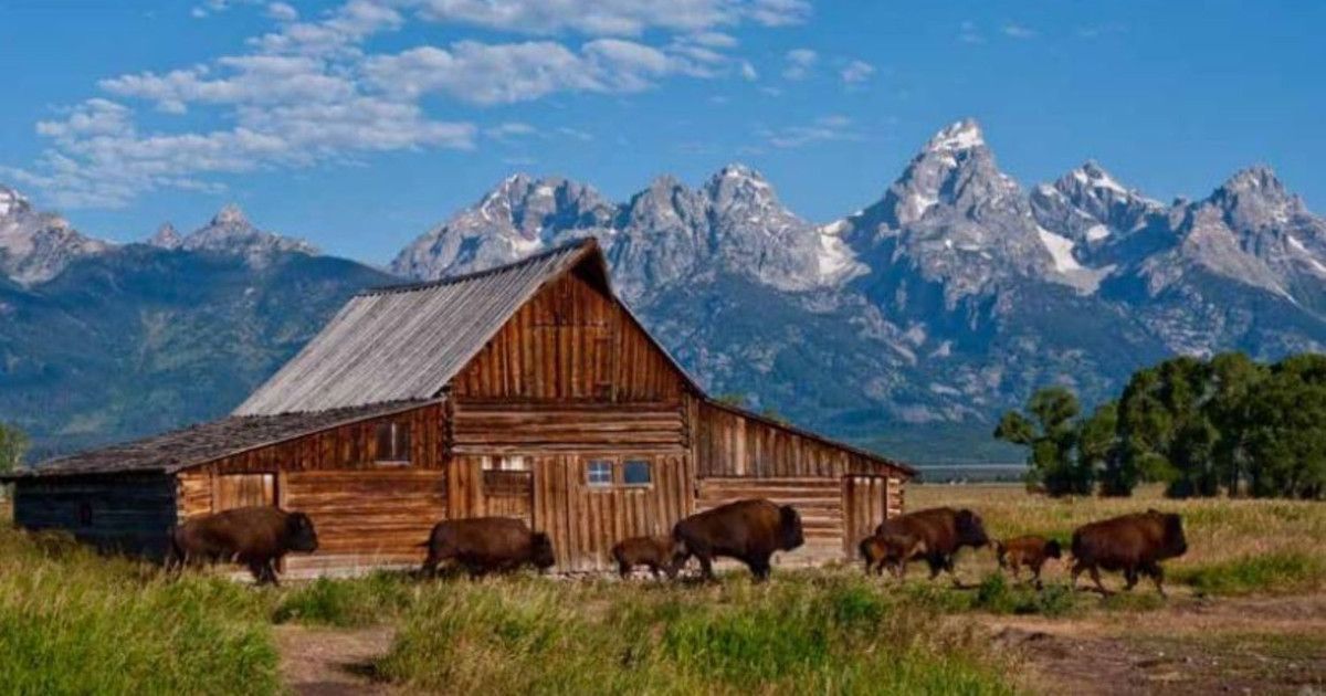 Rustic barn and grazing cattle in a grassy field with jagged mountain peaks in the background