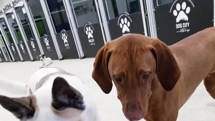 dog groomer milwaukee wi