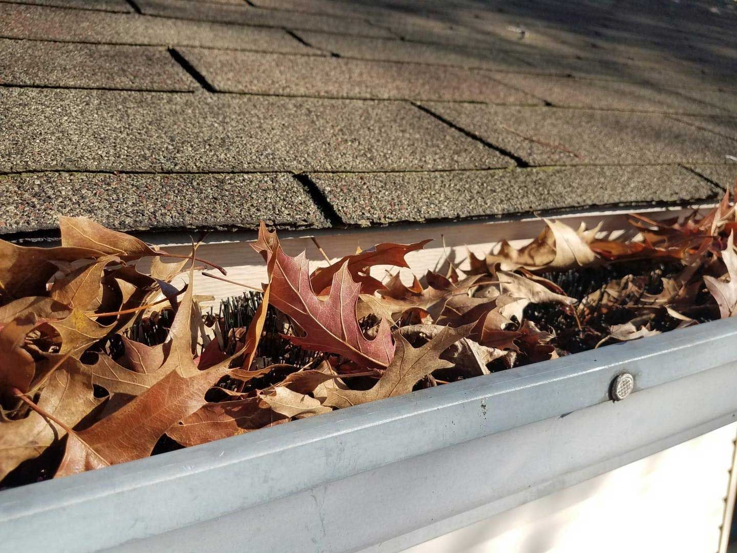 Gutter filled with brown autumn leaves, next to a brown shingle roof and white house trim.