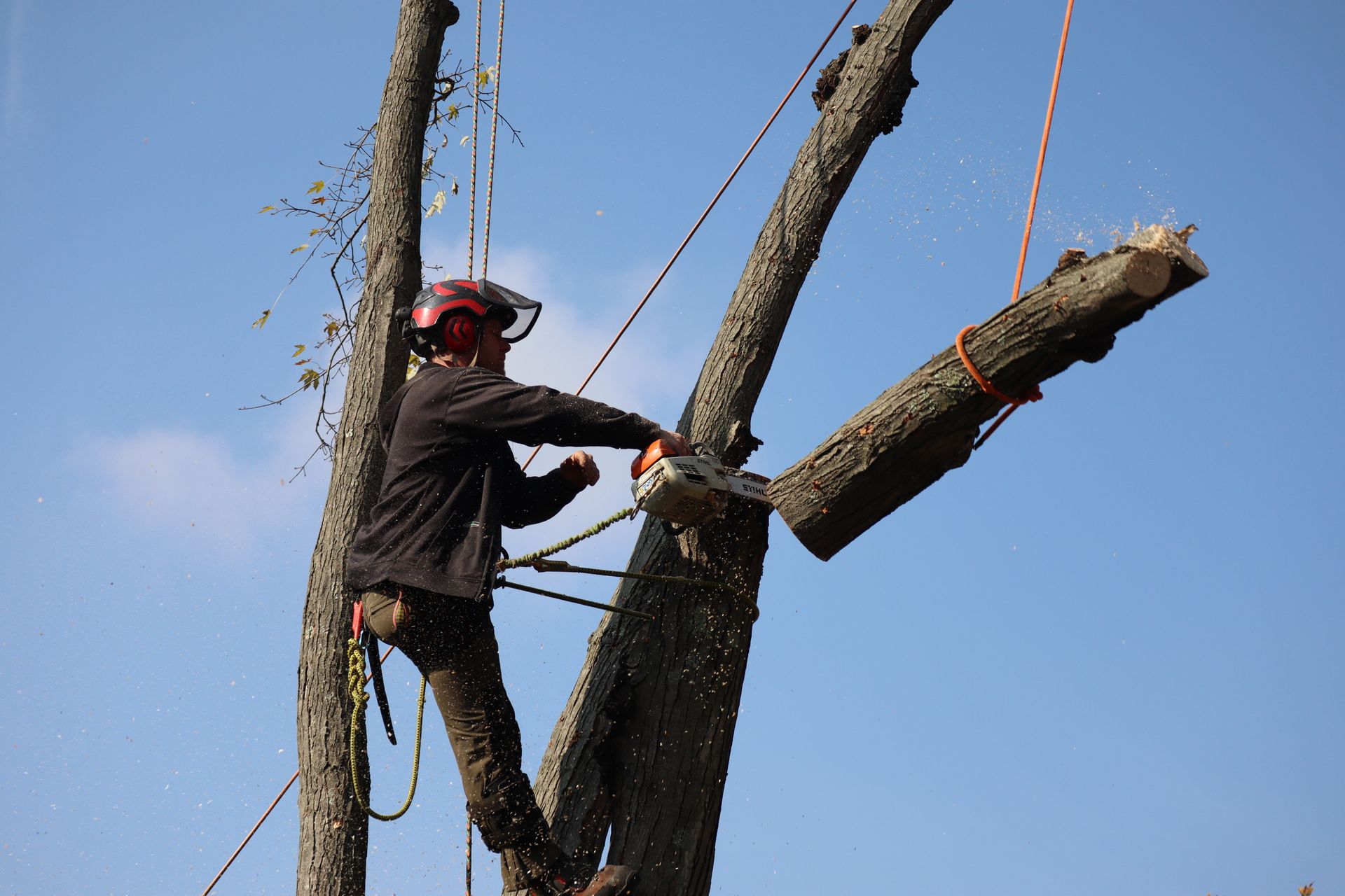 A man is climbing a tree with a chainsaw.