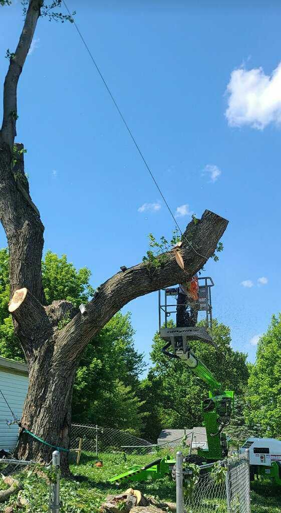 A man is cutting down a tree with a chainsaw.