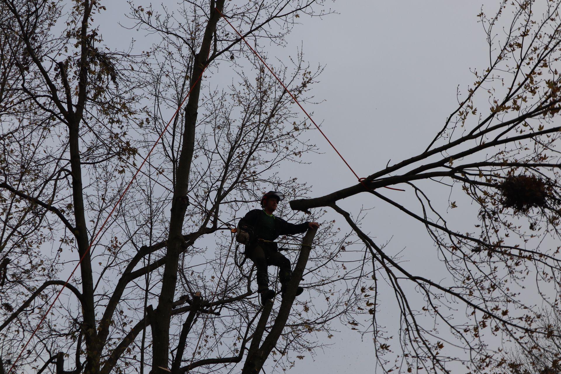 A man is cutting a tree branch with a chainsaw