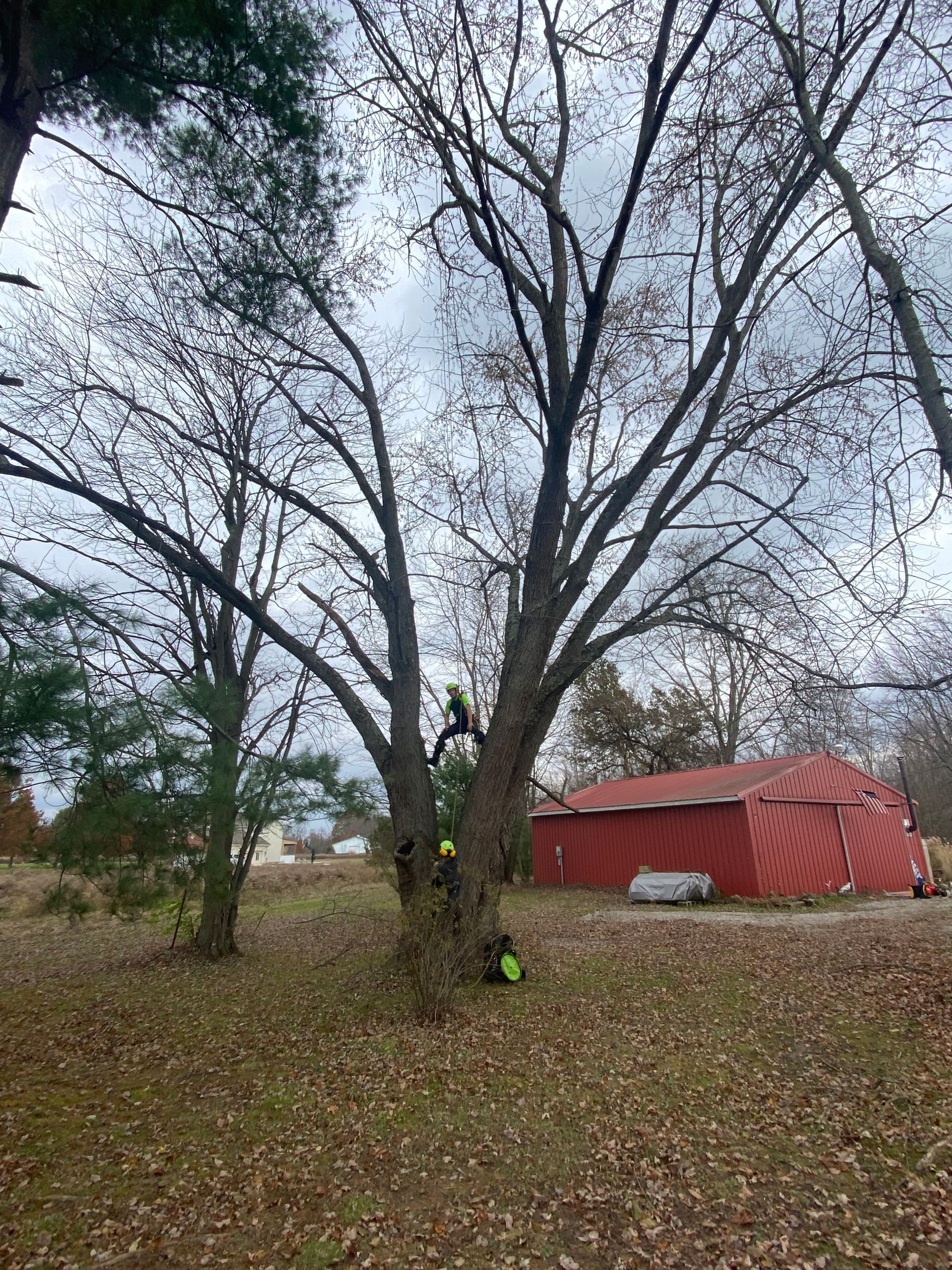 A man is cutting a tree in a yard with a red barn in the background.