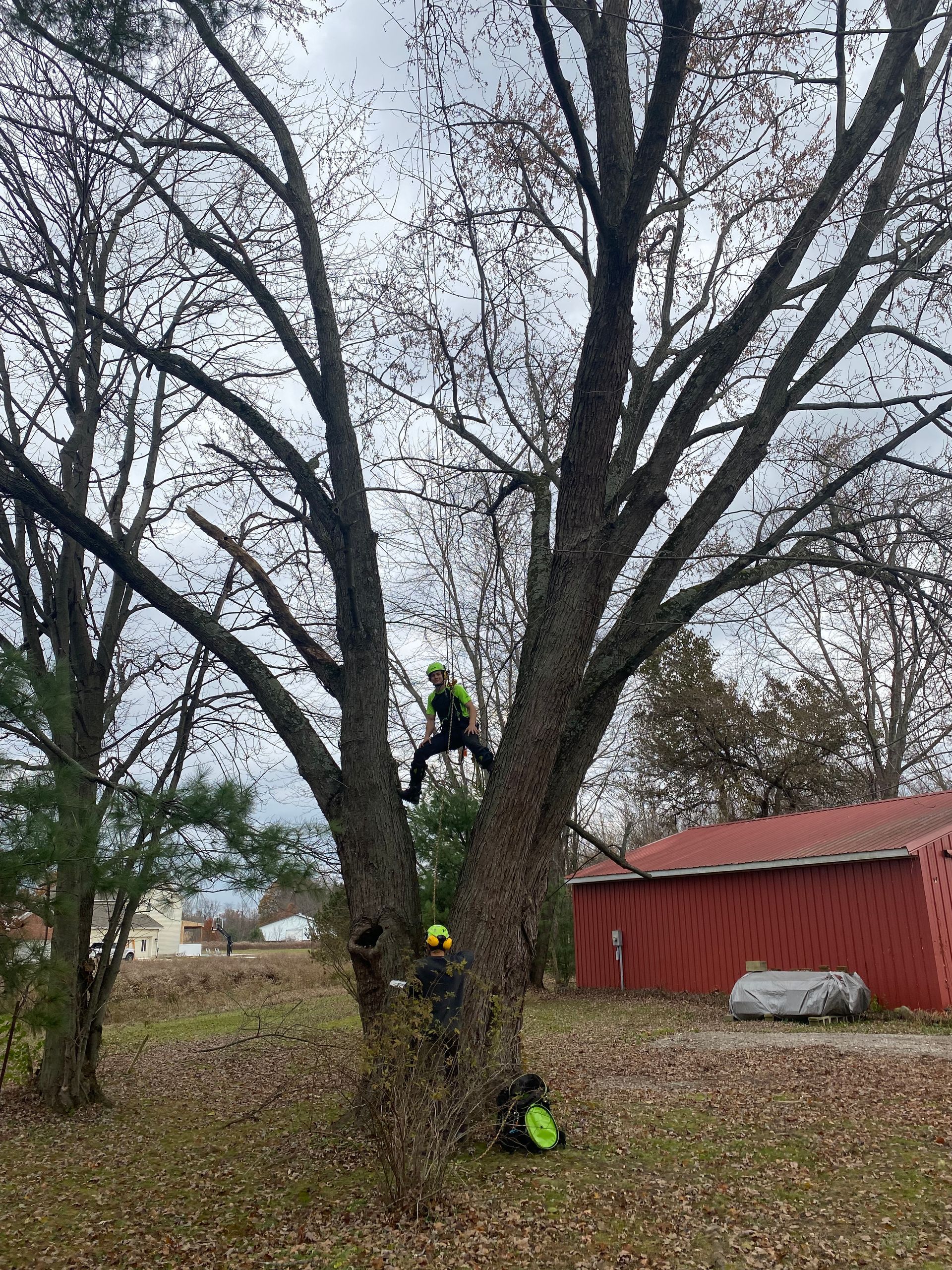A man is climbing a tree in a yard next to a red barn.