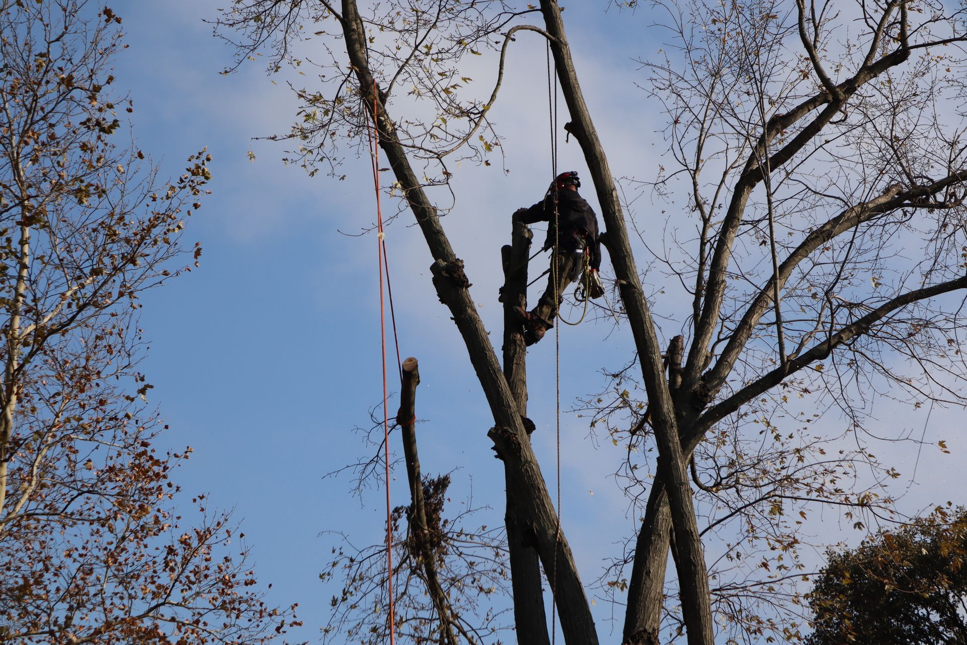 A man is cutting a tree with a chainsaw