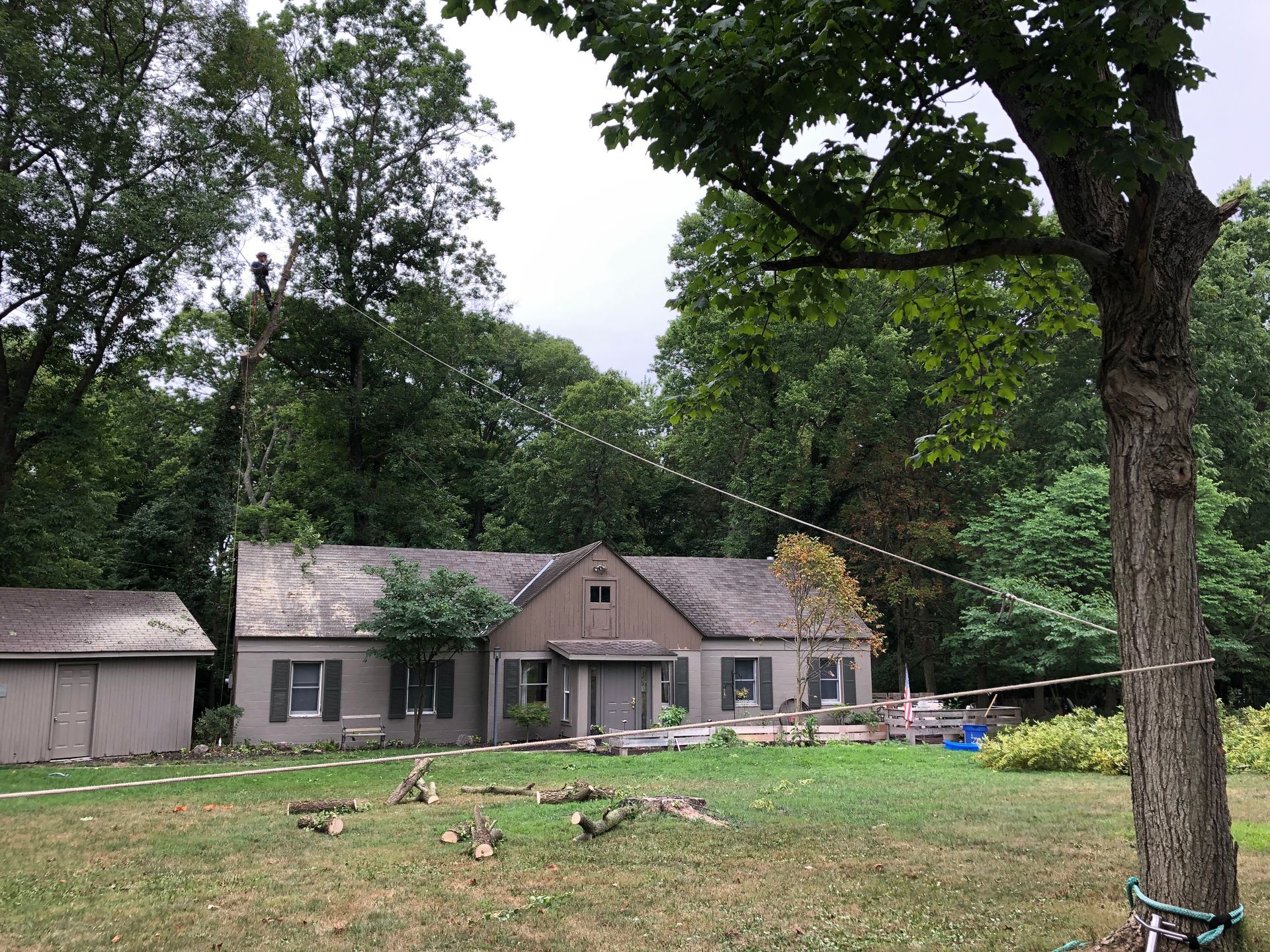 A house with a lot of trees in front of it