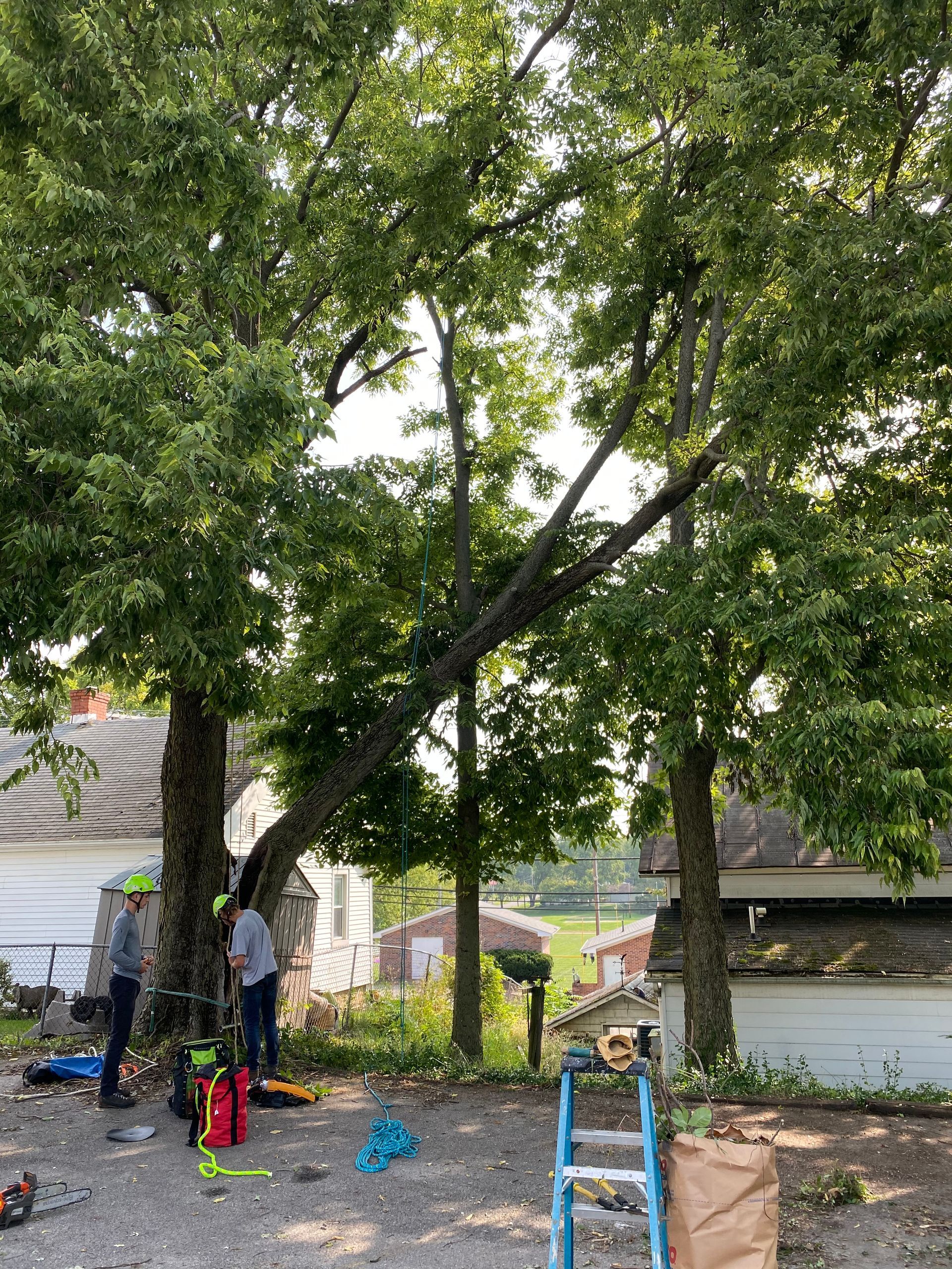 A group of people are working on a tree in front of a house.