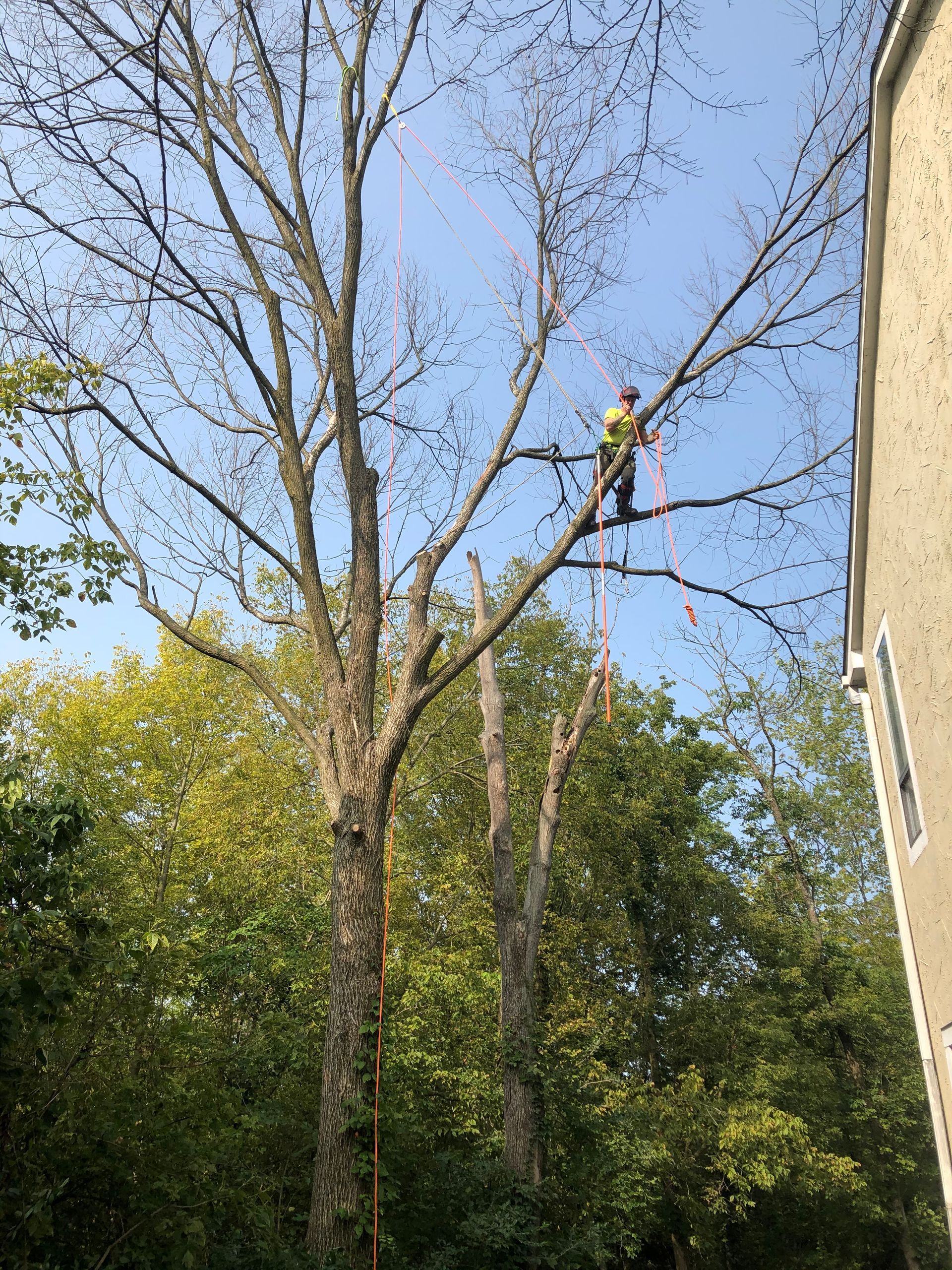 A man is climbing a tree next to a building.