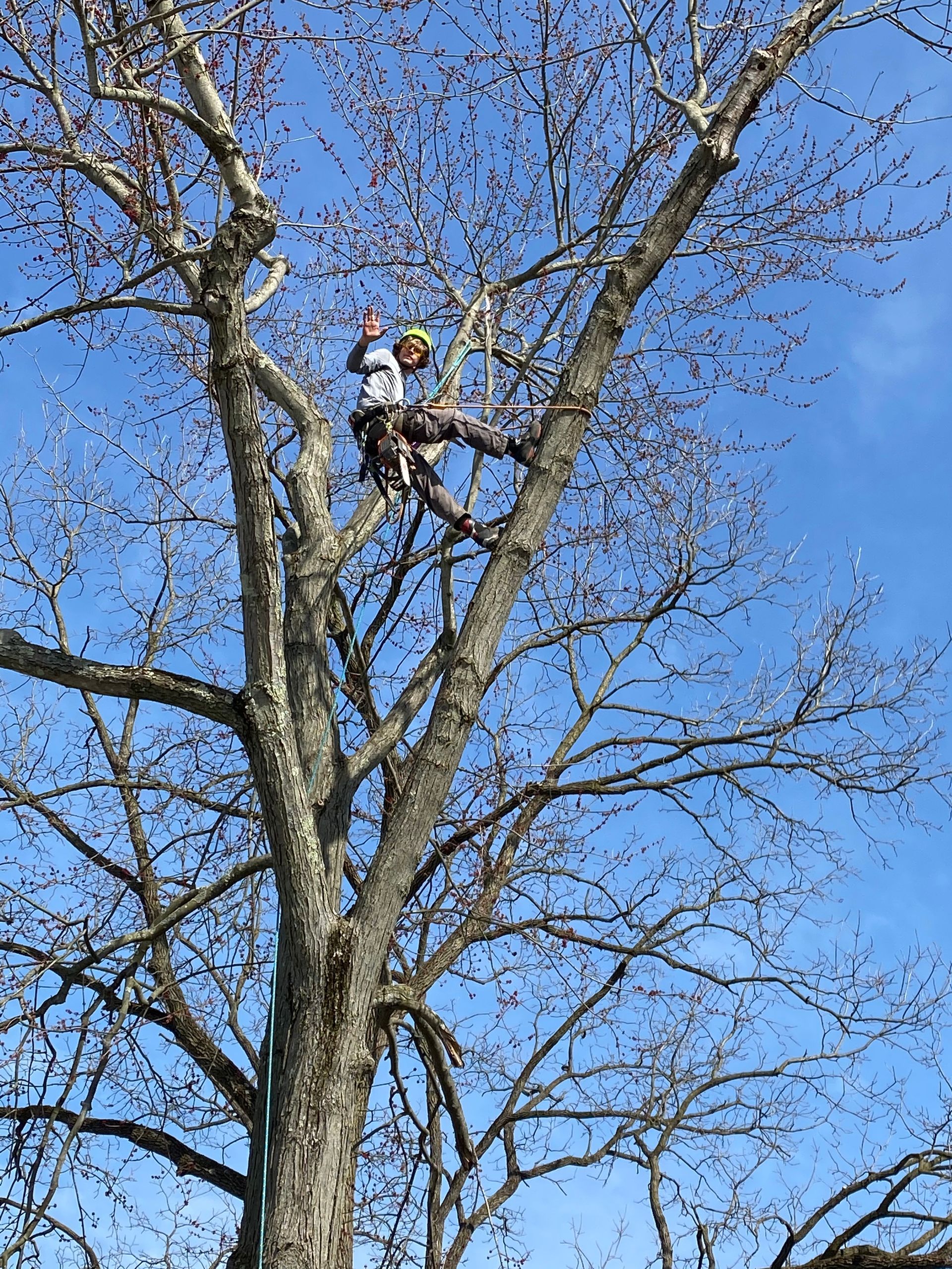 A man is climbing up the branches of a tree.