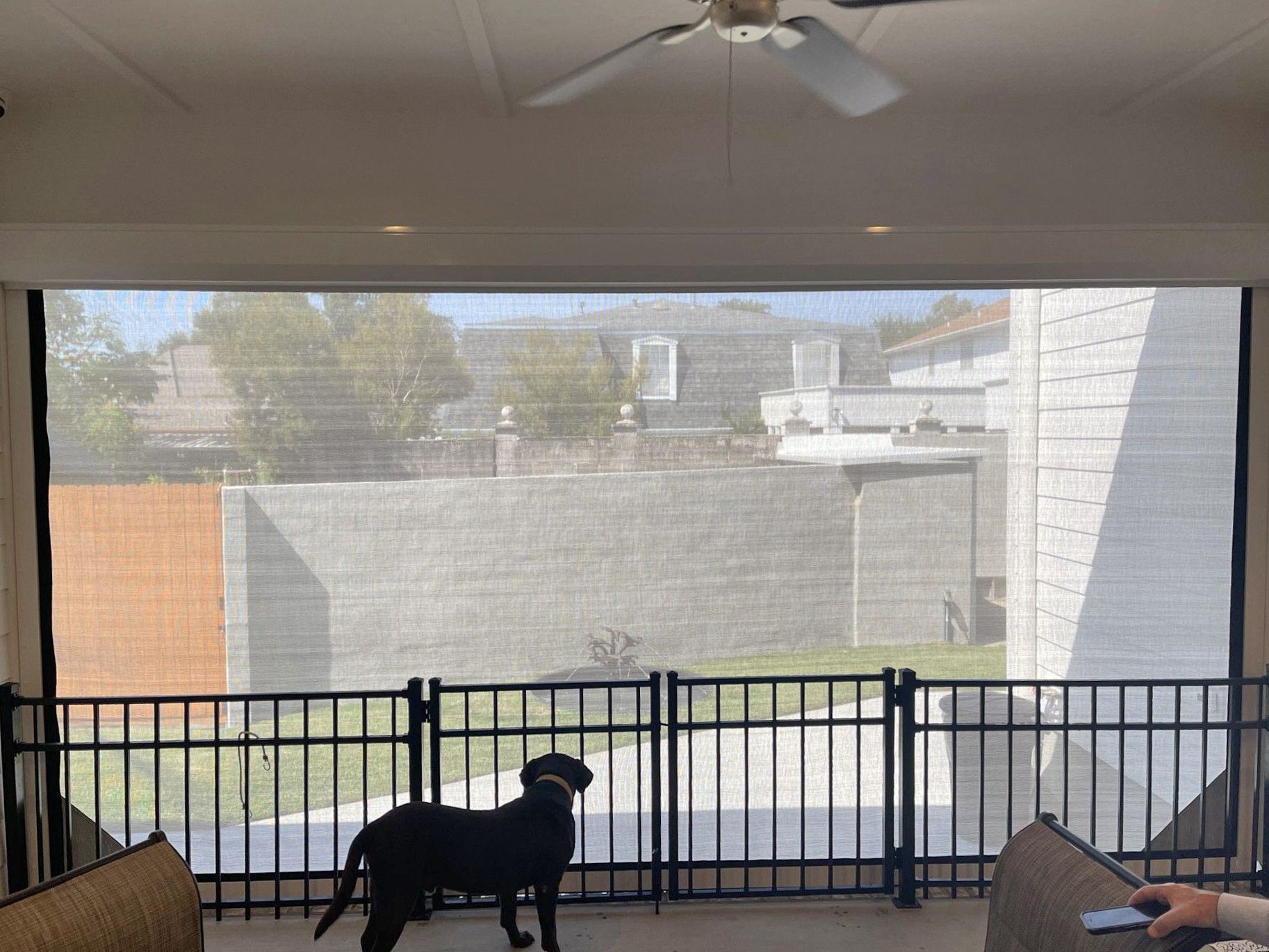 A dog is standing in front of a screened in porch.