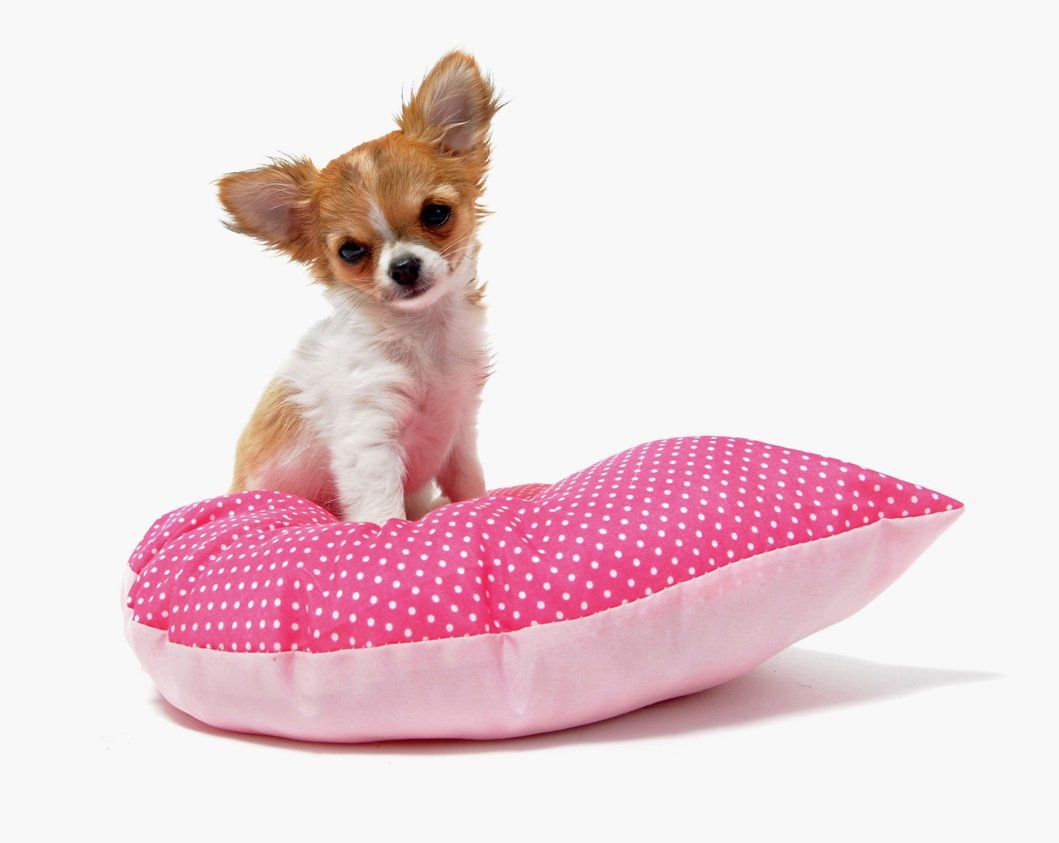 Dog day care services