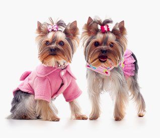 Exceptional dogs care