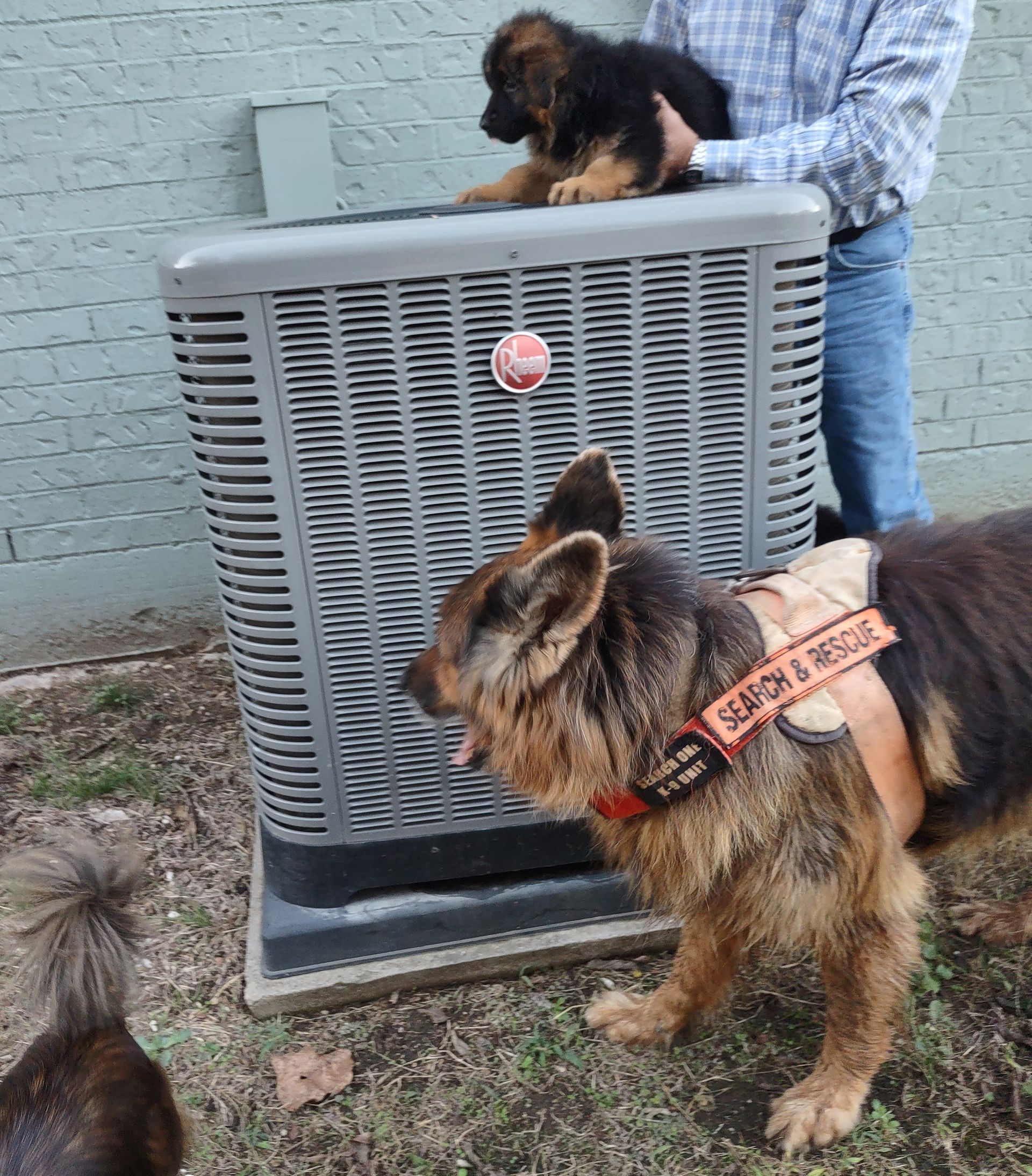Two dogs near an outdoor HVAC unit, one perched on top and one standing in front, both on leashes.