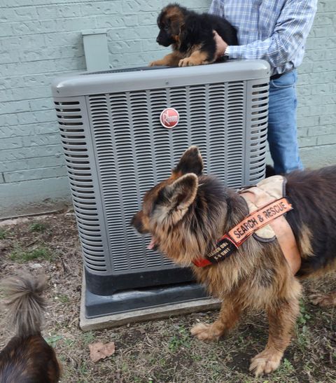 Two dogs near an outdoor HVAC unit, one on top and one on the ground wearing a harness.