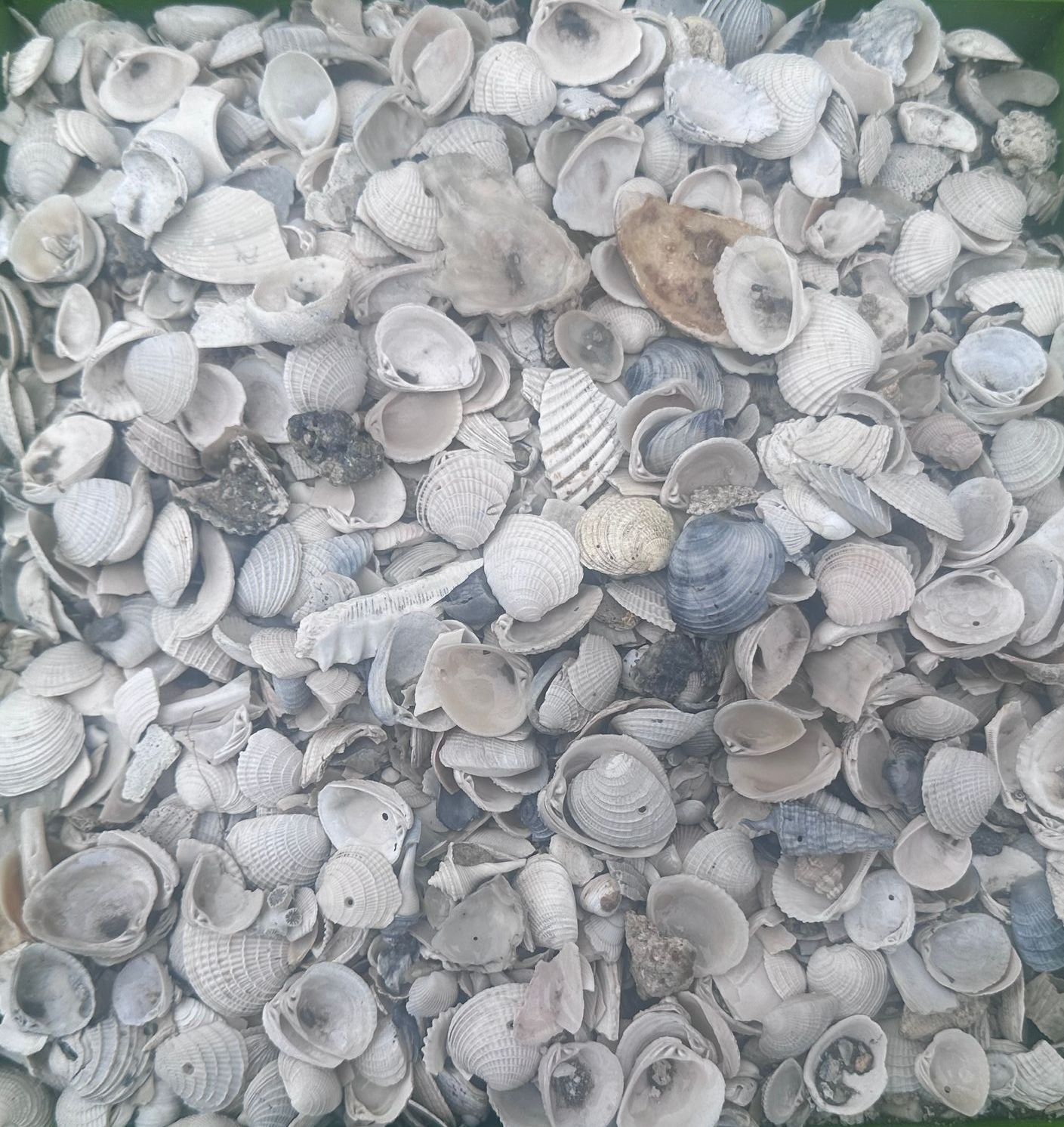 Small Seashells