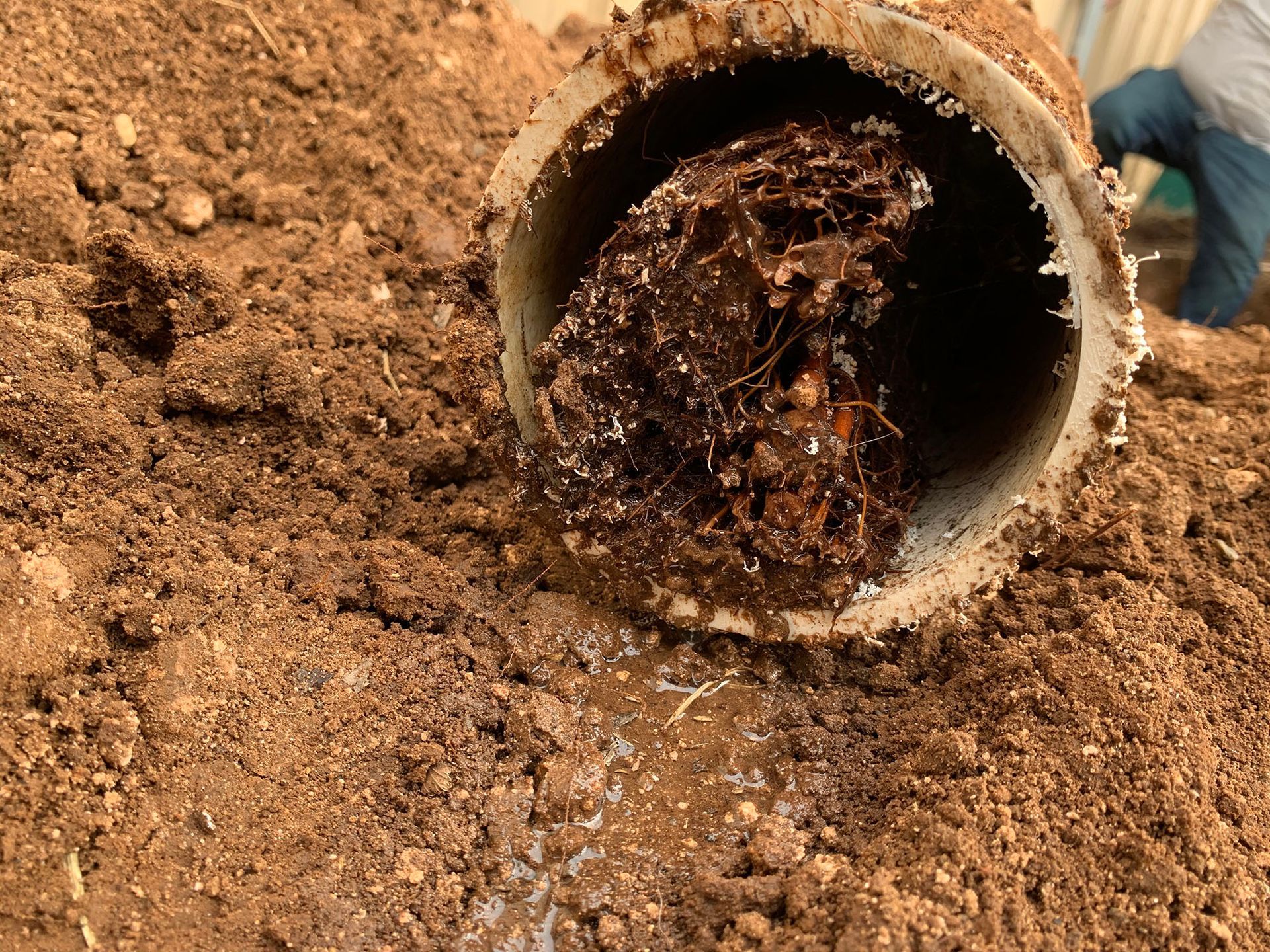 Cut PVC pipe filled with tangled brown roots and dirt, lying on brown soil.