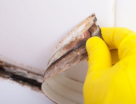 Mold Remediation