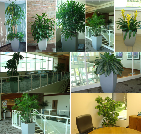 Interior Plantscaping Services