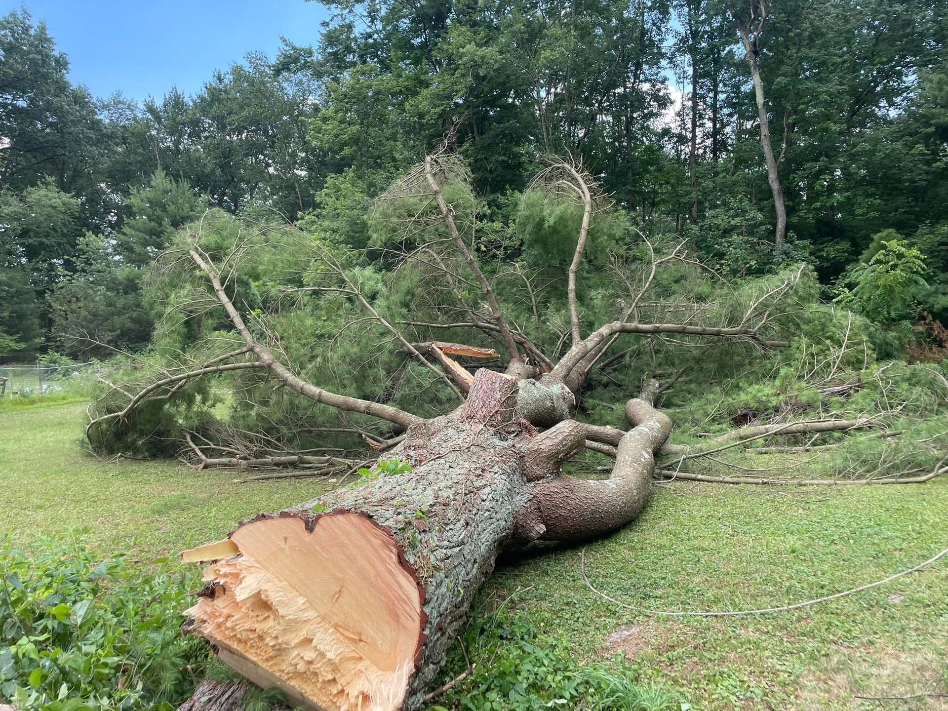 Fallen tree trunk on green grass, broken branches, woods in the background.
