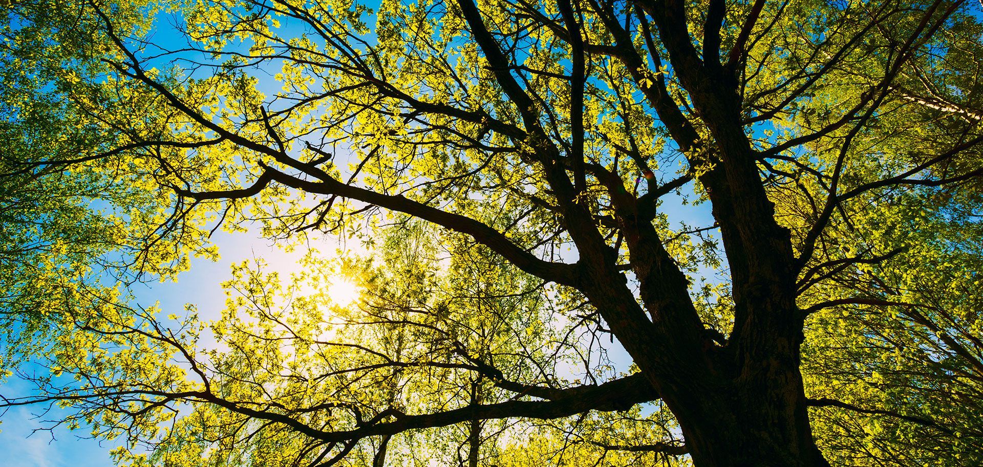 View from below of a tree's branches and leaves reaching towards a blue sky; sunlight filters through.