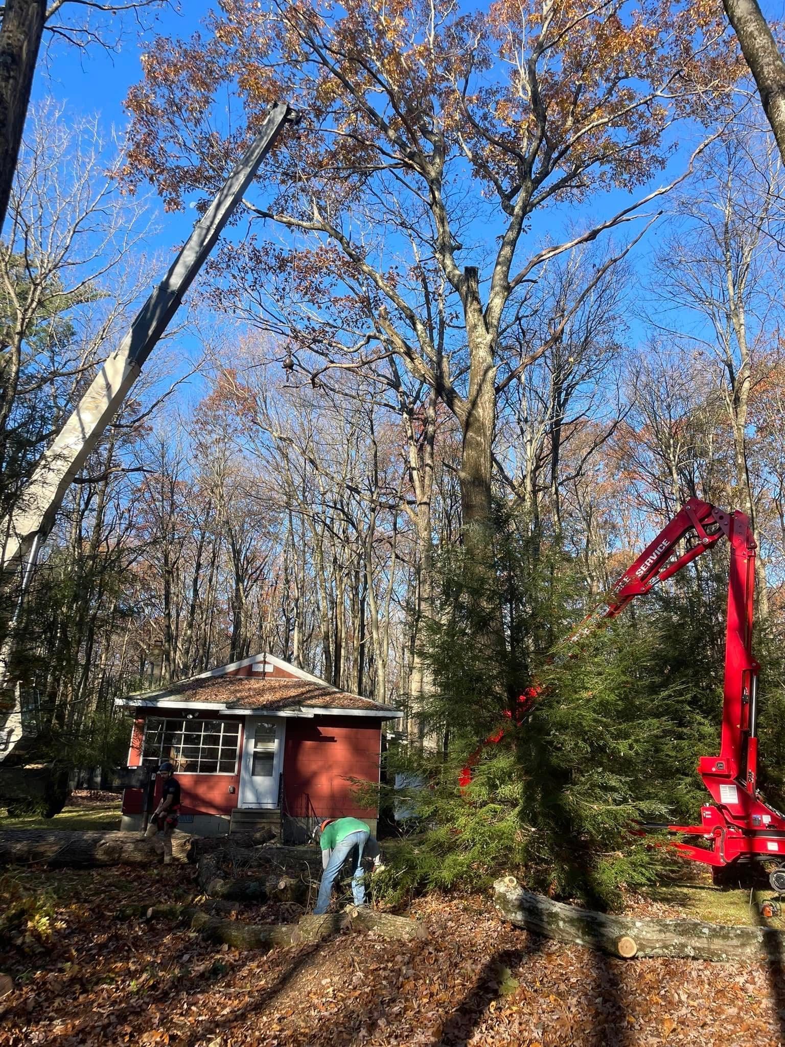 Large tree being cut down near a small red building. A red machine with an arm holds a branch. Clear blue sky.