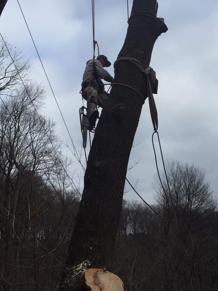 Arborist using a chainsaw on a tall tree, secured by ropes. Overcast sky.