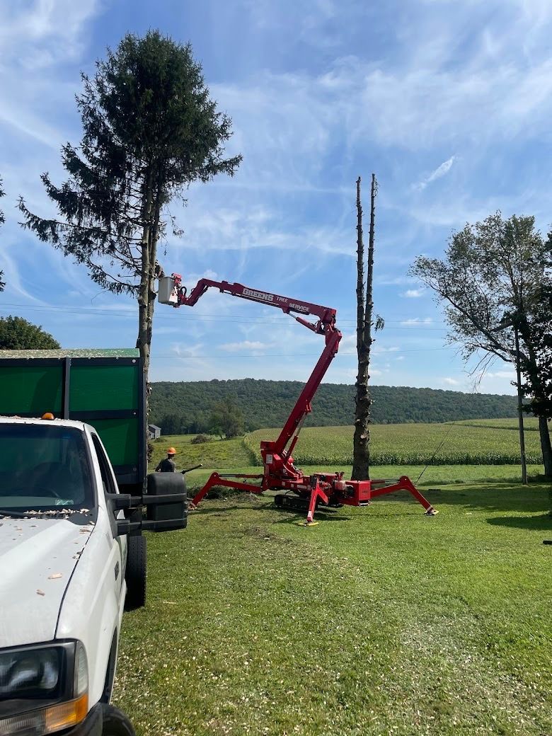 A tree service truck and cherry picker trimming a tall tree in a field on a sunny day.