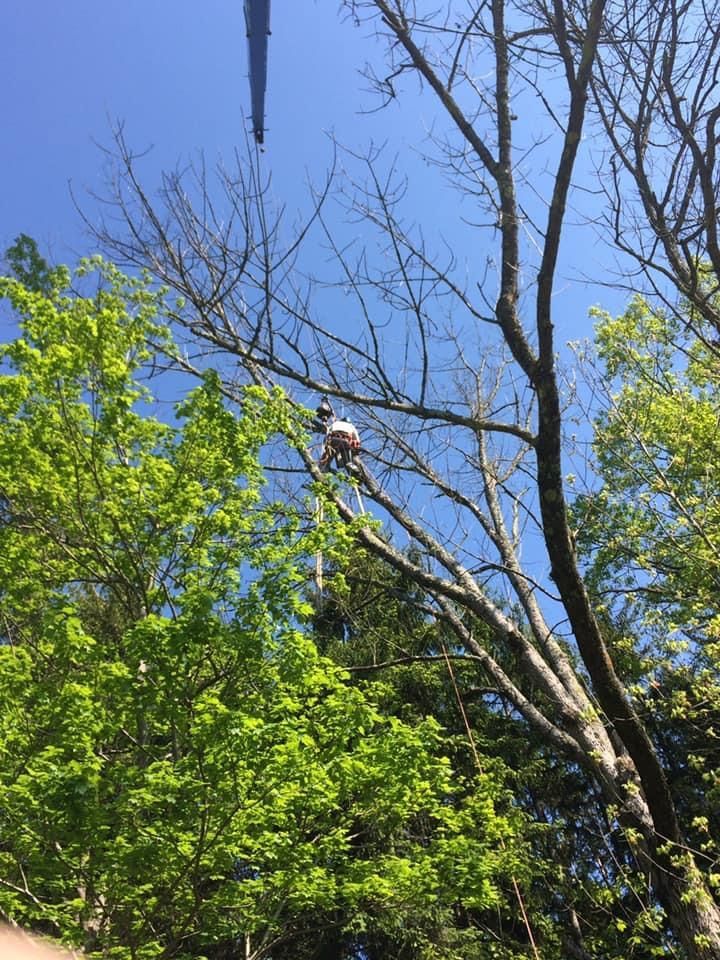 Person in tree trimming branches, blue sky, surrounded by green foliage.