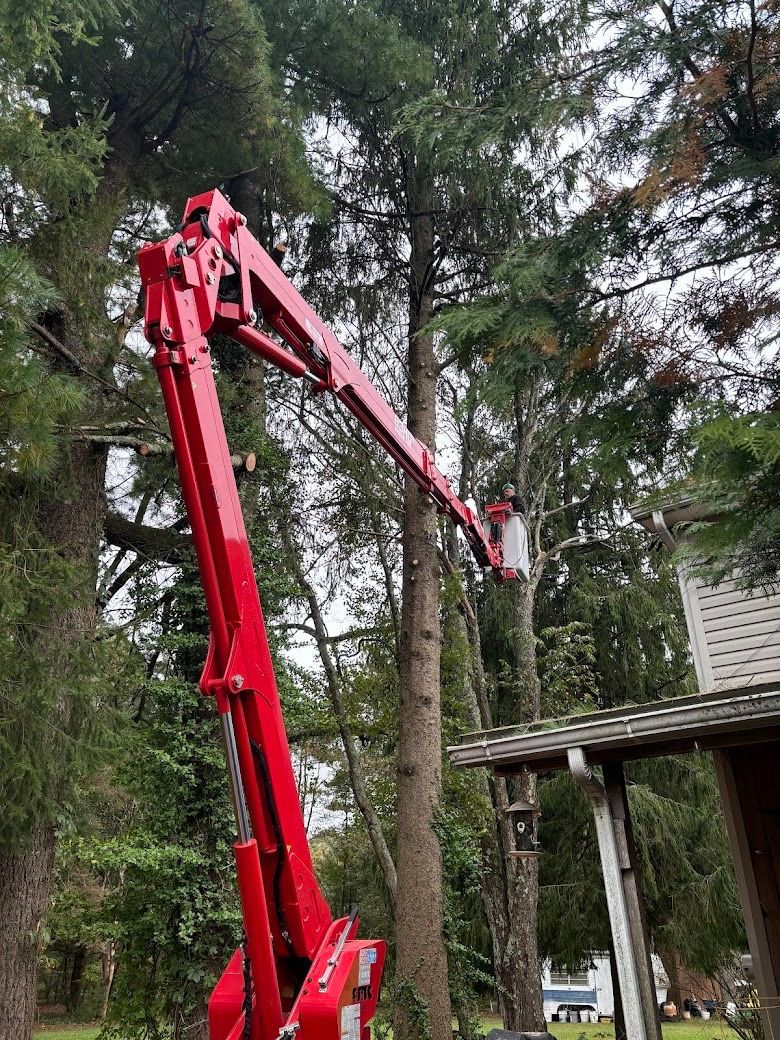Red tree trimming lift reaching a tall tree; worker in bucket, overcast day.