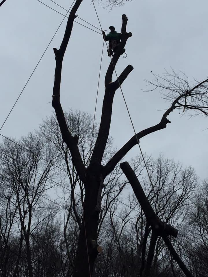 Arborist in tree, cutting branches with ropes, against a gray sky.