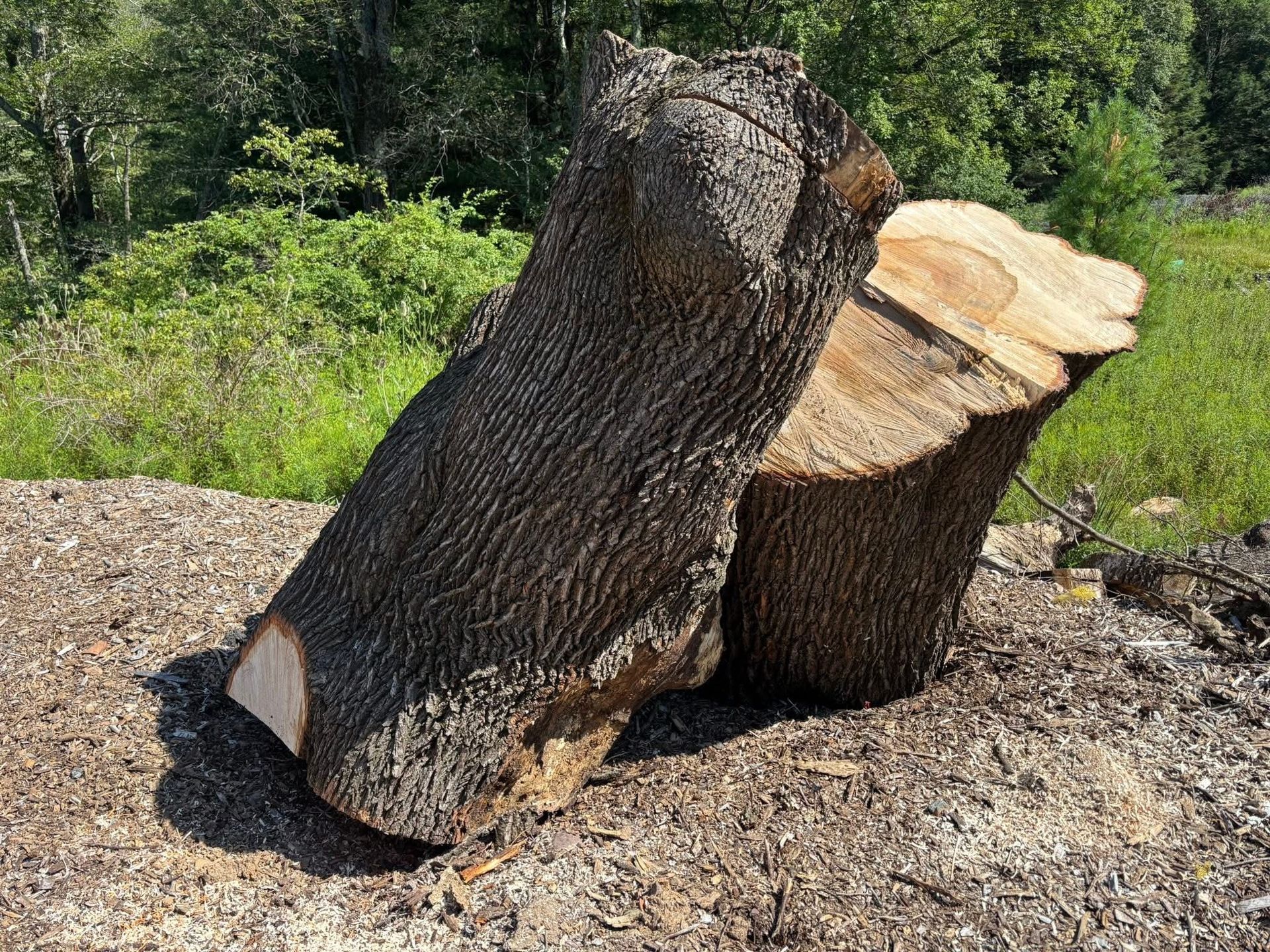 Cut tree trunk sections on a bed of sawdust, green foliage in the background.
