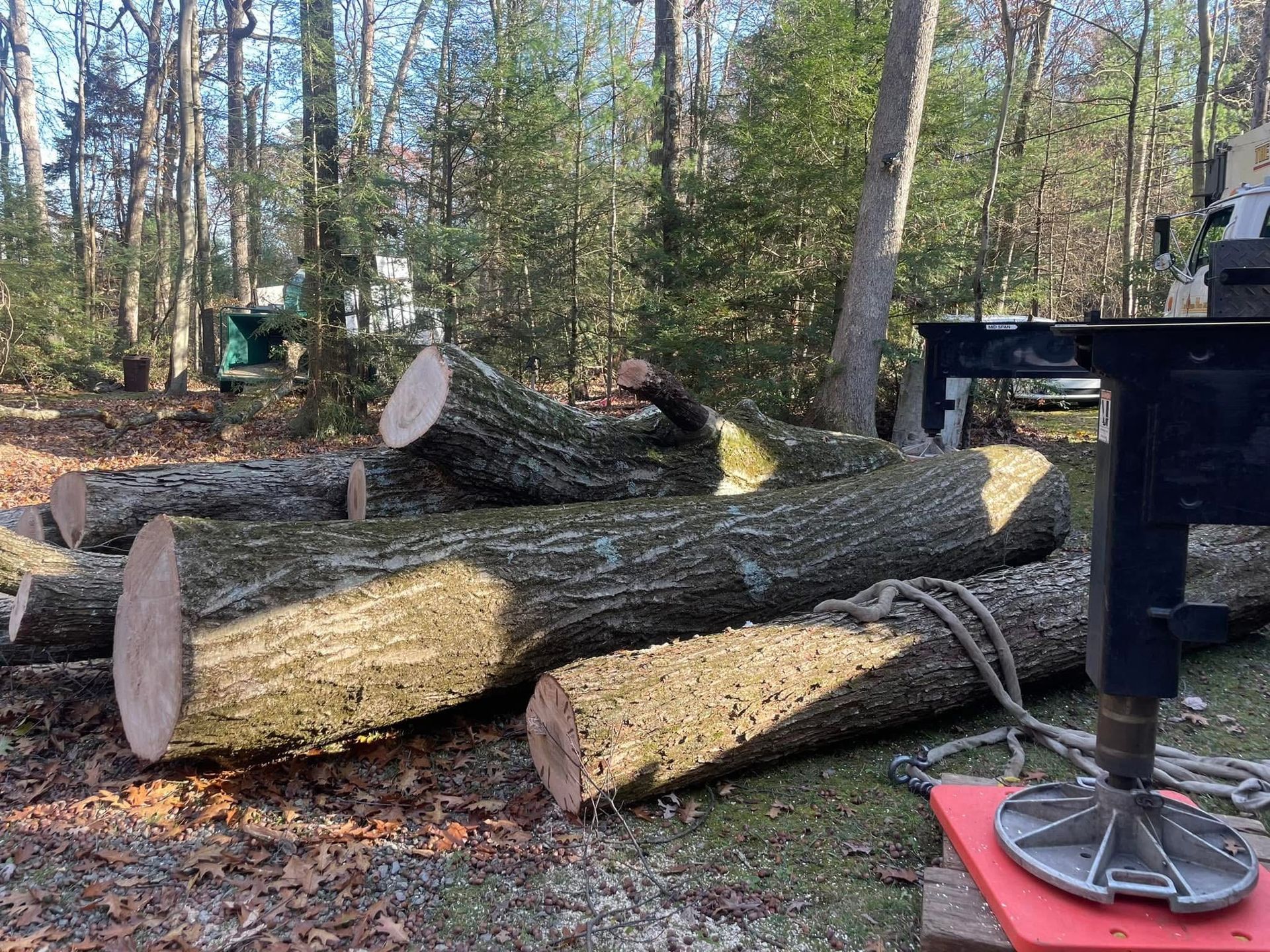 Logs of freshly cut trees on the ground outdoors, leaves and trees in the background.