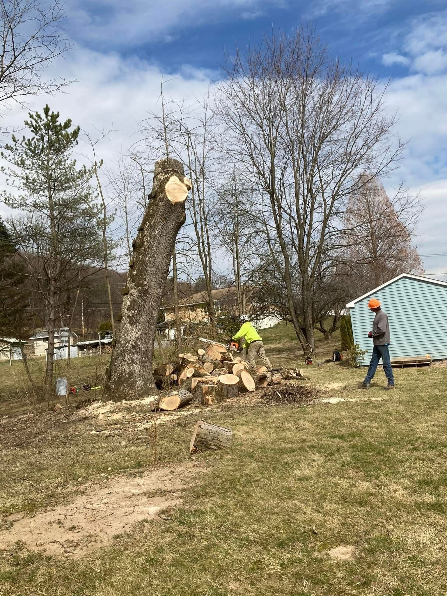 Two people cutting up a fallen tree in a grassy yard under a blue sky.