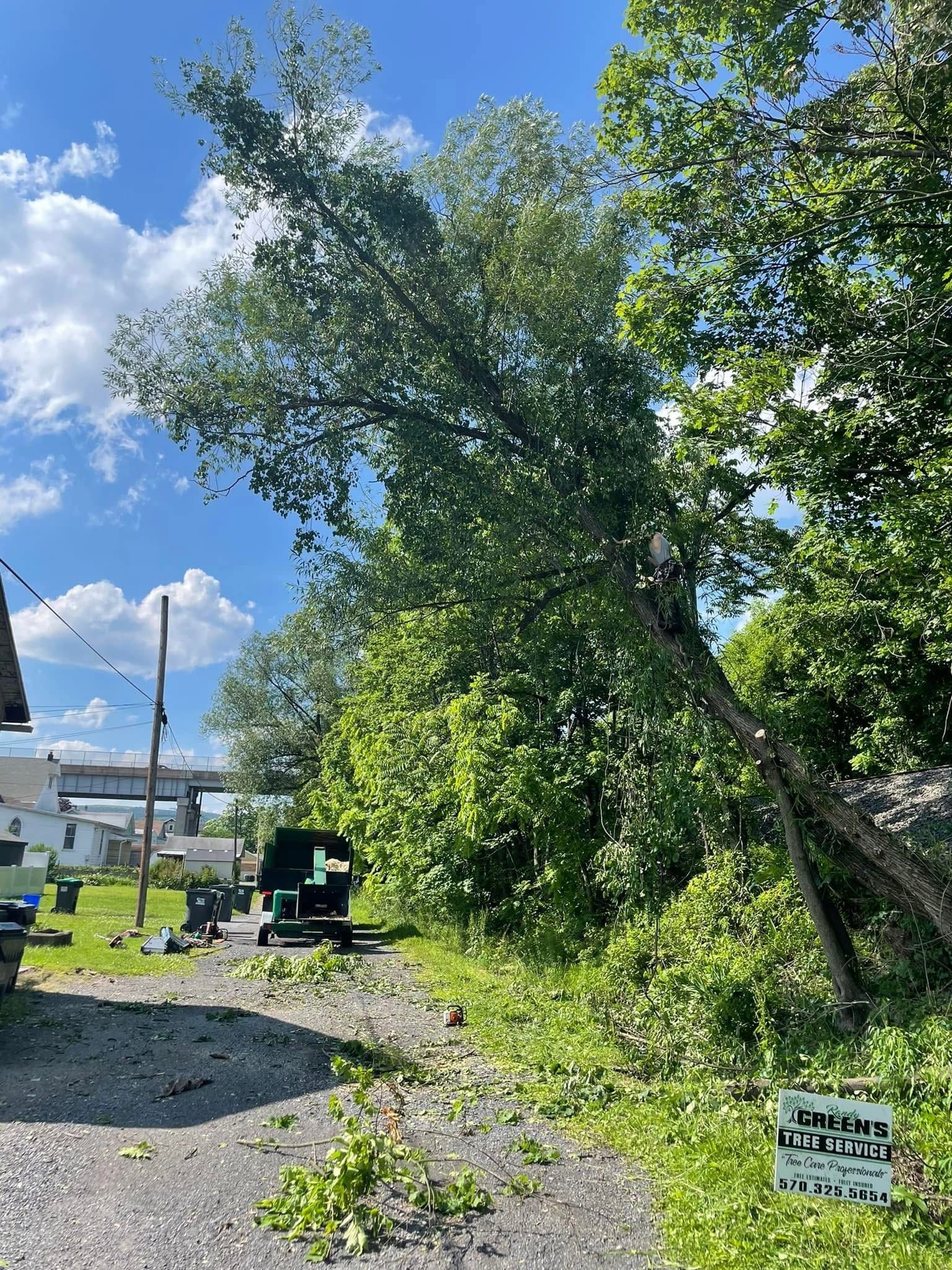 A large tree leans, partially fallen, onto a driveway near a building under a sunny sky.